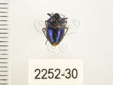 中文名:藍椿(2252-30)學名:Zicrona caerulea (Linnaeus, 1758)(2252-30)