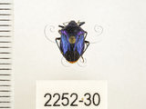 中文名:藍椿(2252-30)學名:Zicrona caerulea (Linnaeus, 1758)(2252-30)