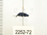 中文名:藍椿(2252-72)學名:Zicrona caerulea (Linnaeus, 1758)(2252-72)