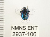 中文名:藍椿(2937-106)學名:Zicrona caerulea (Linnaeus, 1758)(2937-106)