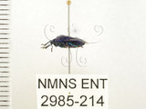 中文名:藍椿(2985-214)學名:Zicrona caerulea (Linnaeus, 1758)(2985-214)