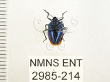 中文名:藍椿(2985-214)學名:Zicrona caerulea (Linnaeus, 1758)(2985-214)