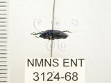 中文名:藍椿(3124-68)學名:Zicrona caerulea (Linnaeus, 1758)(3124-68)
