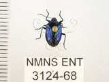 中文名:藍椿(3124-68)學名:Zicrona caerulea (Linnaeus, 1758)(3124-68)