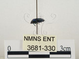 中文名:藍椿(3681-330)學名:Zicrona caerulea (Linnaeus, 1758)(3681-330)