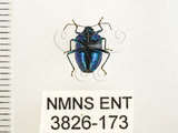中文名:藍椿(3826-173)學名:Zicrona caerulea (Linnaeus, 1758)(3826-173)
