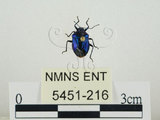 中文名:藍椿(5451-216)學名:Zicrona caerulea (Linnaeus, 1758)(5451-216)