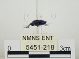 中文名:藍椿(5451-218)學名:Zicrona caerulea (Linnaeus, 1758)(5451-218)