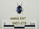 中文名:藍椿(5451-218)學名:Zicrona caerulea (Linnaeus, 1758)(5451-218)