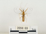 中文名:齒緣刺獵椿(2094-69)學名:Sclomina erinacea Stål, 1861(2094-69)