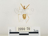 中文名:齒緣刺獵椿(2094-70)學名:Sclomina erinacea Stål, 1861(2094-70)