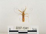 中文名:齒緣刺獵椿(2237-1341)學名:Sclomina erinacea Stål, 1861(2237-1341)