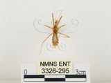 中文名:齒緣刺獵椿(3326-295)學名:Sclomina erinacea Stål, 1861(3326-295)