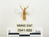 中文名:齒緣刺獵椿(3941-888)學名:Sclomina erinacea Stål, 1861(3941-888)