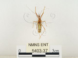 中文名:齒緣刺獵椿(5403-37)學名:Sclomina erinacea Stål, 1861(5403-37)