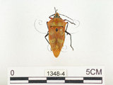中文名:黃背角盾椿(1348-4)學名:Cantao ocellatus (Thunberg, 1784)(1348-4)