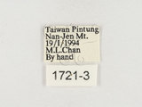 中文名:黃背角盾椿(1721-3)