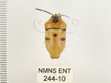 中文名:大盾椿(244-10)學名:Eucorysses grandis (Thunberg, 1783)(244-10)