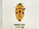 中文名:大盾椿(1117-36)學名:Eucorysses grandis (Thunberg, 1783)(1117-36)