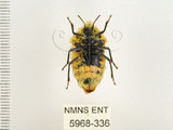 中文名:大盾椿(5968-336)學名:Eucorysses grandis (Thunberg, 1783)(5968-336)