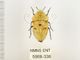中文名:大盾椿(5968-336)學名:Eucorysses grandis (Thunberg, 1783)(5968-336)