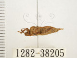 中文名:瘤緣椿(1282-38205)學名:Acanthocoris sordidus (Thunberg, 1783)(1282-38205)