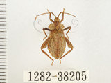 中文名:瘤緣椿(1282-38205)學名:Acanthocoris sordidus (Thunberg, 1783)(1282-38205)