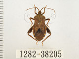 中文名:瘤緣椿(1282-38205)學名:Acanthocoris sordidus (Thunberg, 1783)(1282-38205)