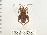 中文名:瘤緣椿(1282-33281)學名:Acanthocoris sordidus (Thunberg, 1783)(1282-33281)