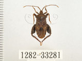 中文名:瘤緣椿(1282-33281)學名:Acanthocoris sordidus (Thunberg, 1783)(1282-33281)