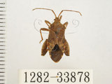 中文名:瘤緣椿(1282-33878)學名:Acanthocoris sordidus (Thunberg, 1783)(1282-33878)