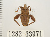 中文名:瘤緣椿(1282-33971)學名:Acanthocoris sordidus (Thunberg, 1783)(1282-33971)