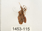 中文名:瘤緣椿(1453-115)學名:Acanthocoris sordidus (Thunberg, 1783)(1453-115)