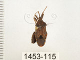 中文名:瘤緣椿(1453-115)學名:Acanthocoris sordidus (Thunberg, 1783)(1453-115)