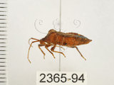 中文名:瘤緣椿(2365-94)學名:Acanthocoris sordidus (Thunberg, 1783)(2365-94)