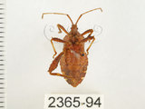 中文名:瘤緣椿(2365-94)學名:Acanthocoris sordidus (Thunberg, 1783)(2365-94)