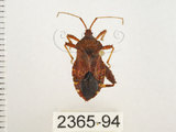 中文名:瘤緣椿(2365-94)學名:Acanthocoris sordidus (Thunberg, 1783)(2365-94)