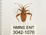 中文名:瘤緣椿(3042-1076)學名:Acanthocoris sordidus (Thunberg, 1783)(3042-1076)