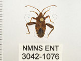 中文名:瘤緣椿(3042-1076)學名:Acanthocoris sordidus (Thunberg, 1783)(3042-1076)