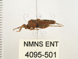 中文名:瘤緣椿(4095-501)學名:Acanthocoris sordidus (Thunberg, 1783)(4095-501)