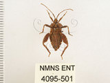 中文名:瘤緣椿(4095-501)學名:Acanthocoris sordidus (Thunberg, 1783)(4095-501)