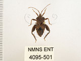 中文名:瘤緣椿(4095-501)學名:Acanthocoris sordidus (Thunberg, 1783)(4095-501)