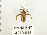 中文名:瘤緣椿(4219-613)學名:Acanthocoris sordidus (Thunberg, 1783)(4219-613)