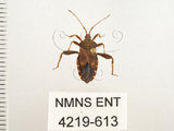 中文名:瘤緣椿(4219-613)學名:Acanthocoris sordidus (Thunberg, 1783)(4219-613)