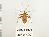 中文名:瘤緣椿(4219-107)學名:Acanthocoris sordidus (Thunberg, 1783)(4219-107)