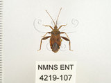 中文名:瘤緣椿(4219-107)學名:Acanthocoris sordidus (Thunberg, 1783)(4219-107)