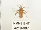 中文名:瘤緣椿(4219-987)學名:Acanthocoris sordidus (Thunberg, 1783)(4219-987)