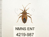 中文名:瘤緣椿(4219-987)學名:Acanthocoris sordidus (Thunberg, 1783)(4219-987)