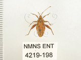 中文名:瘤緣椿(4219-198)學名:Acanthocoris sordidus (Thunberg, 1783)(4219-198)