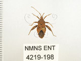 中文名:瘤緣椿(4219-198)學名:Acanthocoris sordidus (Thunberg, 1783)(4219-198)